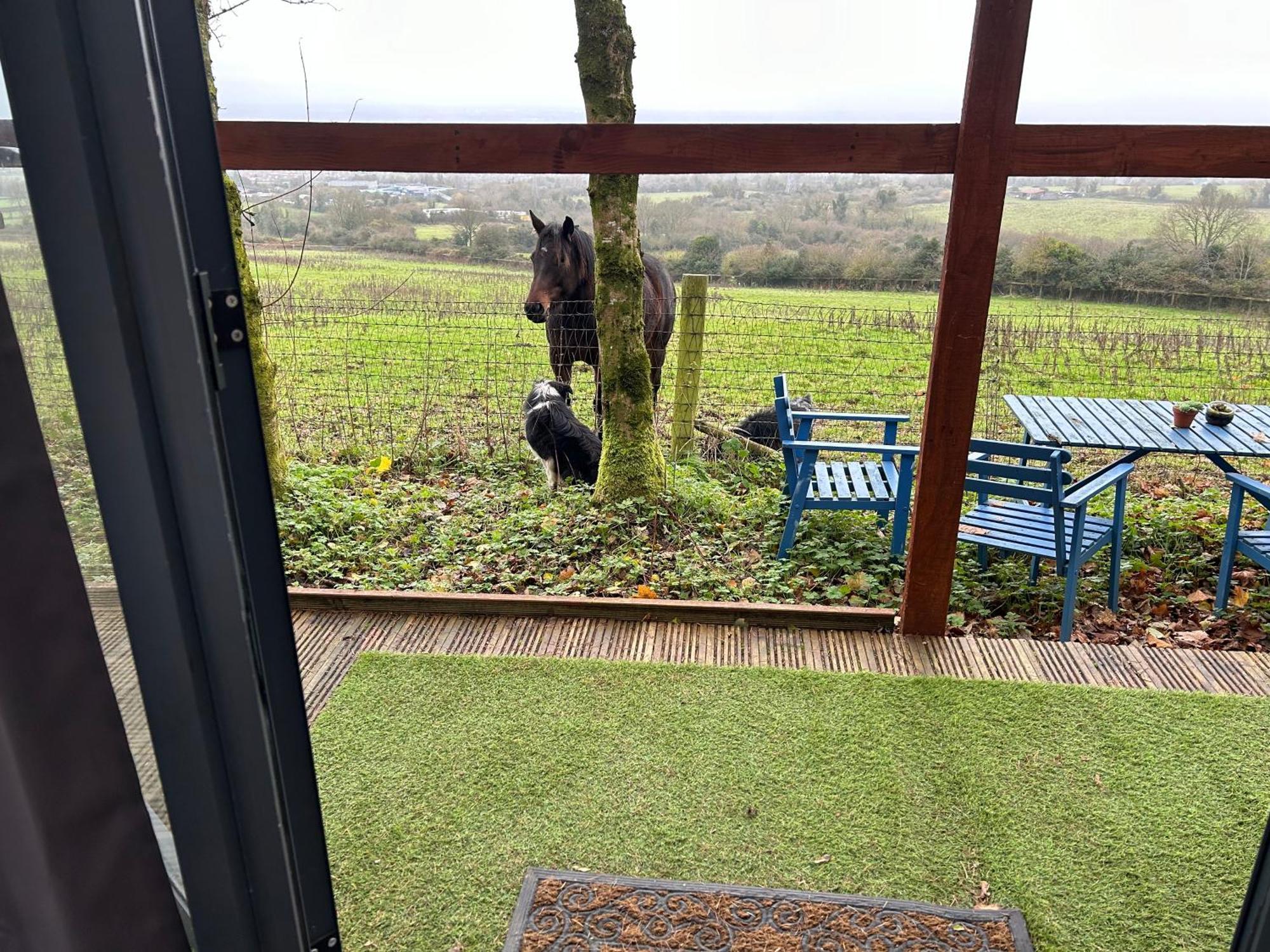 Sky Gazer Cabin In The Woods Dublin Eksteriør billede